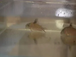 Fish rescue rainbow shark