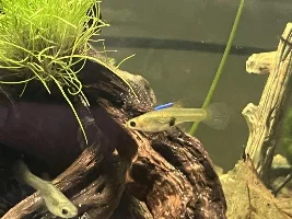 Help! Is this guppy pregnant