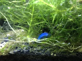 5 gallon Fluval Spec V