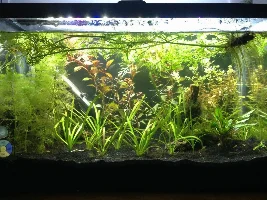 Planted cycle-can I stock the tank now?