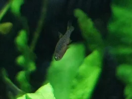 40L Galaxy Rasbora Tank