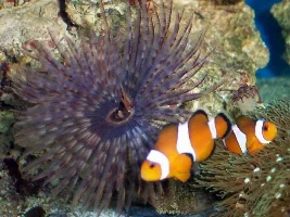 Pics from my nano-reef
