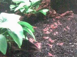 The Salvage / Cheap Shrimp Tank