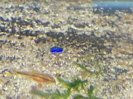 Photos of my barbs