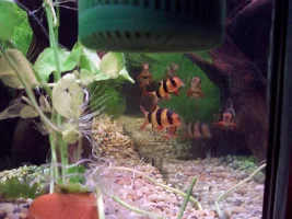 My Planted Aquarium!