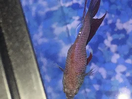 Betta tumor??? Help!