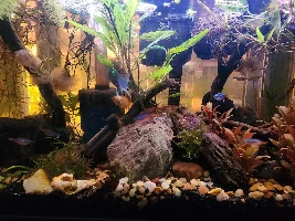 10 Gal 2.0: The Rescape!