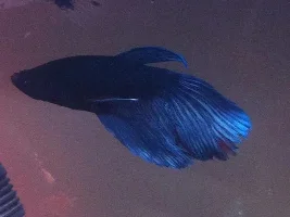 What Is He?