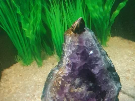 What Fish Do You Regret Buying?