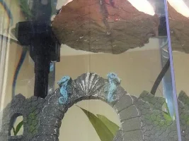My Baby Double Tail