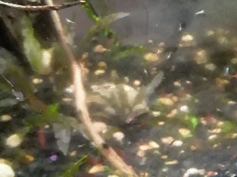 RCS losing colour