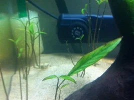 Ch4Rlies New 2.5 Feet Tank Journal