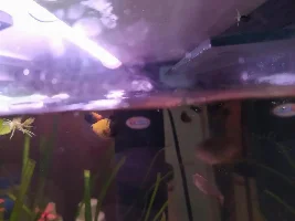Molly Fish - Not enough oxygen?
