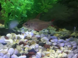 TANK OF THE DEAD.....HELP