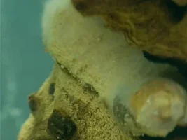Whats Is This?