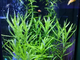 Platy fry