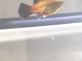 HELPP PLZ Is my platy fish pregnant or just fat?