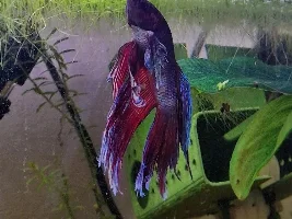 Fin rot? Ammonia burn? Both? Please help, emergency