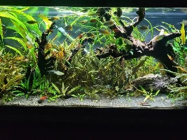 VOTE NOW - February 2024 Tank of the Month Contest (31 gal & larger)