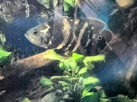 Slimmed Down Fish Room Journal