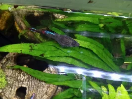 Dropsy?