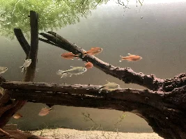 148.6L (39.2 gallon) aquarium journal
