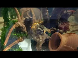 Love my crabs?