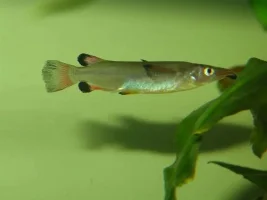 Show me your Fish!