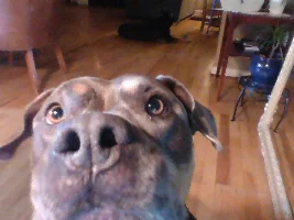 Vote Now - May 2021 Pet of the Month Contest