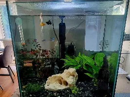 Stressed Betta