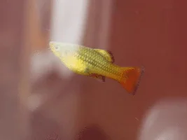 HELP! Platies!