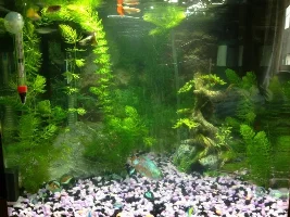 My 48L Tank