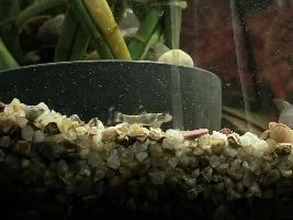 Big shake up underway, and OMG those Panda Garra’s are tiny…