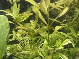 Please help me with plants! 😂