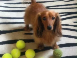 October 2013 - Pet Of The Month Competition Entries