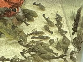 Baby BN Plecos?