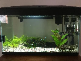 New To Freshwater Tropical Fish and Wanting Advice on Lighting