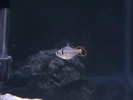 What is this brown spot on my black phantom tetra?