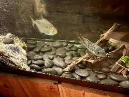 it took a longer time, but silver dollar wins over yellow acara...