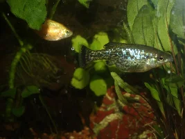 Ameca splendens