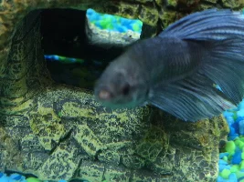 Betta fish fins and health help!!