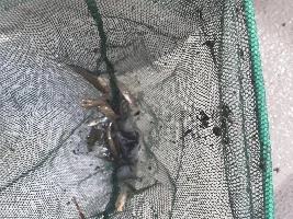 New river fish