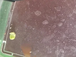 dying Gourami - second in 3 weeks