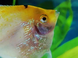 Angel fish disorder