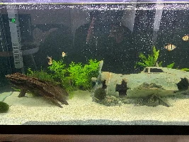 Plant help questions