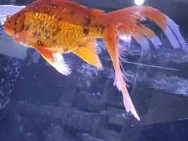 Goldfish - Help