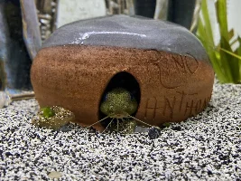 Some neat fish at my LFS
