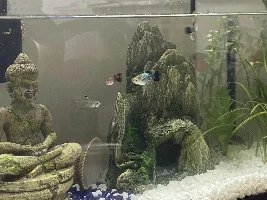 Rescue fish