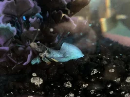 Help with my betta please!