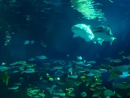 Ripley's Aquarium of Canada